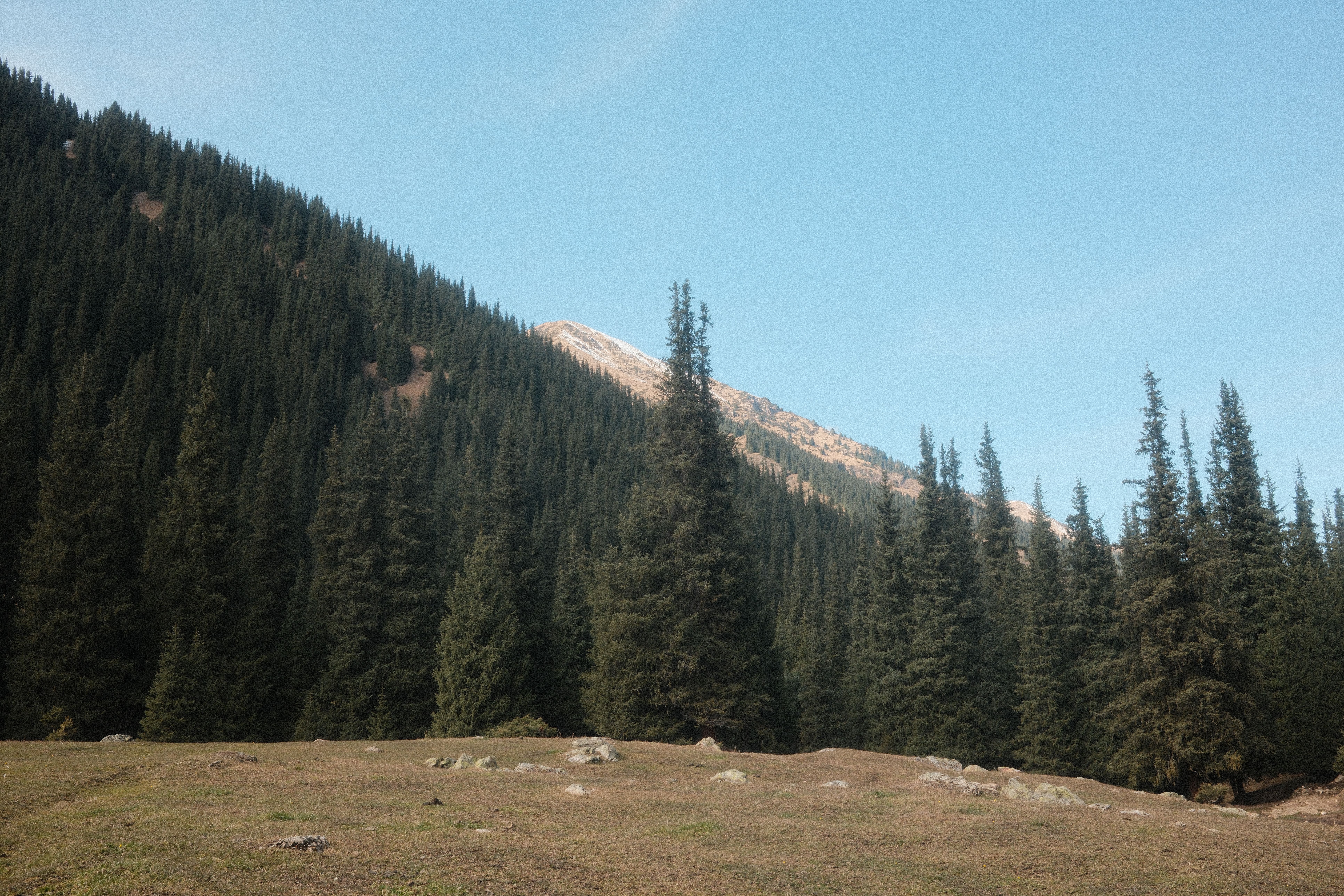 Scenic Pine Forest in Kyrgyzstan Mountains · Free Stock Photo