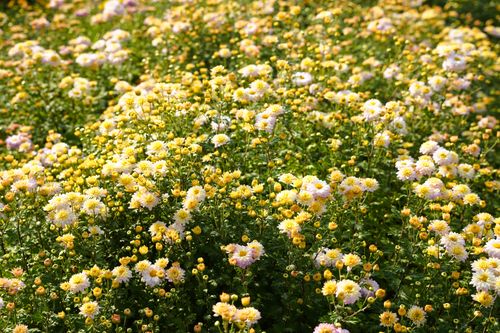 Free Vibrant yellow chrysanthemums in full bloom at a botanical garden in Tehran. Stock Photo