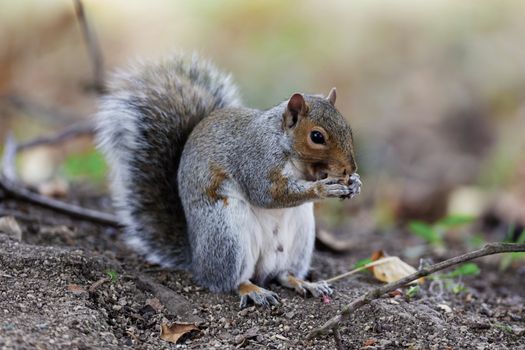 A grey squirrel foraging and eating on a forest floor, showcasing natural wildlife behavior.