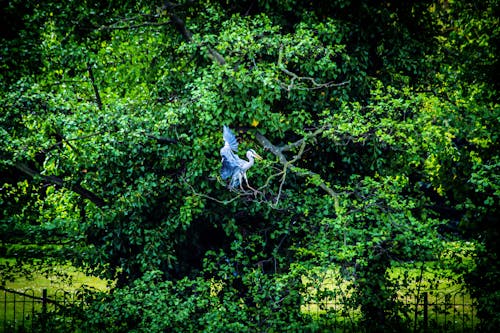 Immagine gratuita di airone, albero, appollaiato