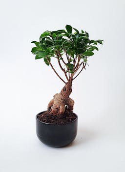 Ficus Benjamina, albero da appartamento facile da curare