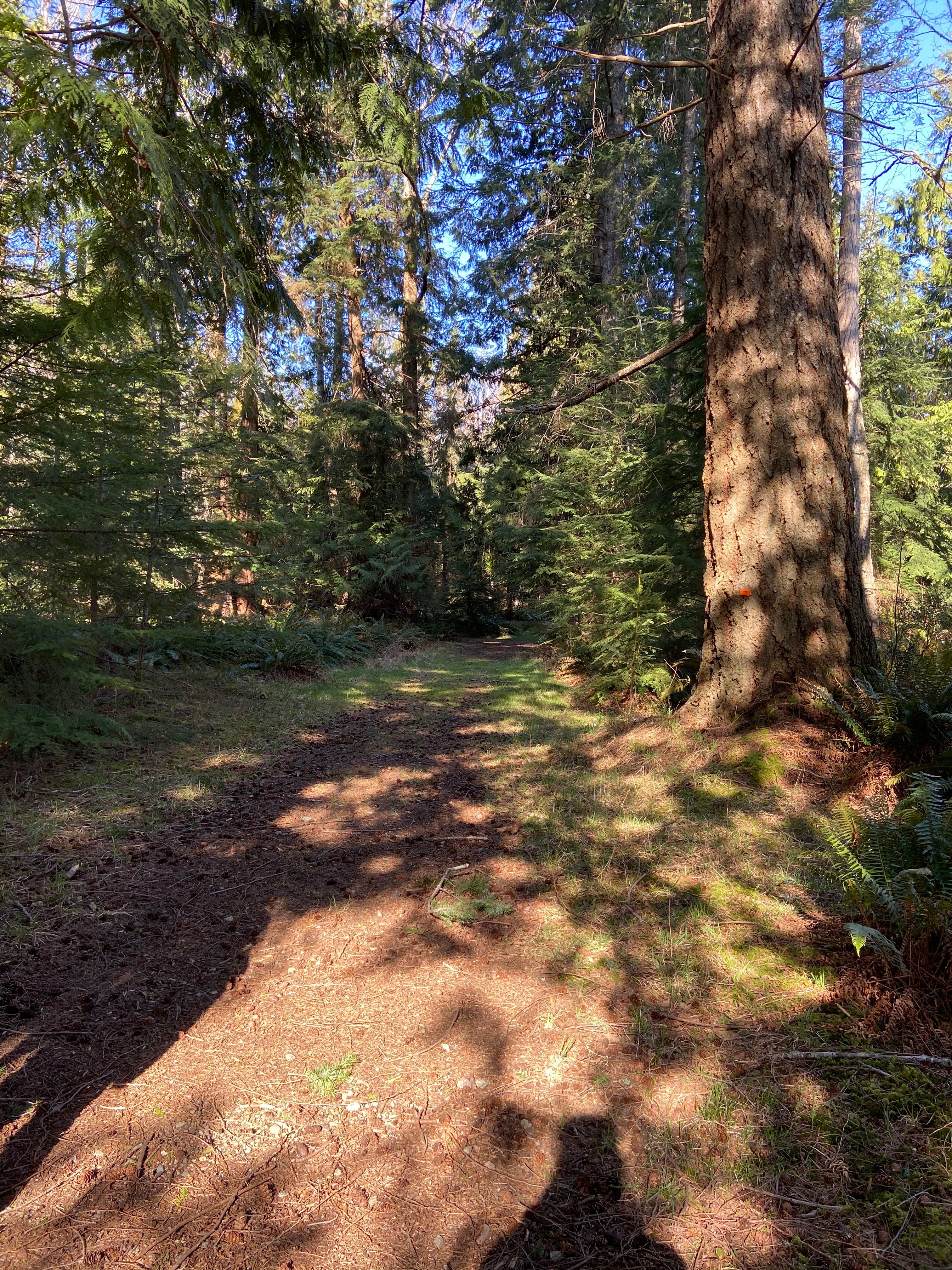A person practicing gentle mindful movement and stretching in a calm natural setting for mental wellbeing
