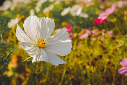 Close-Up Photo Of White Flower