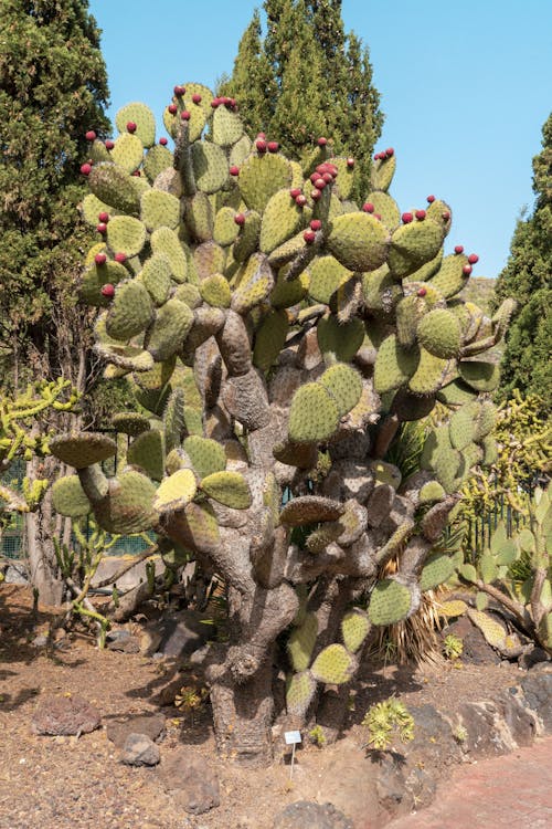 Photo Of Cactus Plant During Daytime