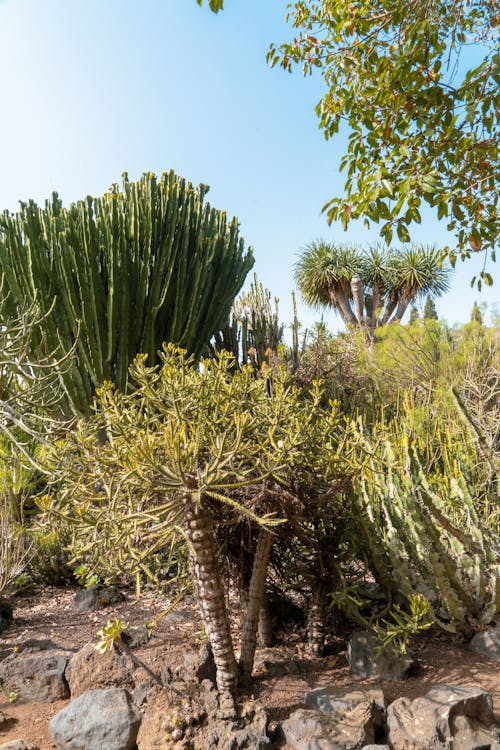 Foto profissional grátis de afiado, agave, ao ar livre