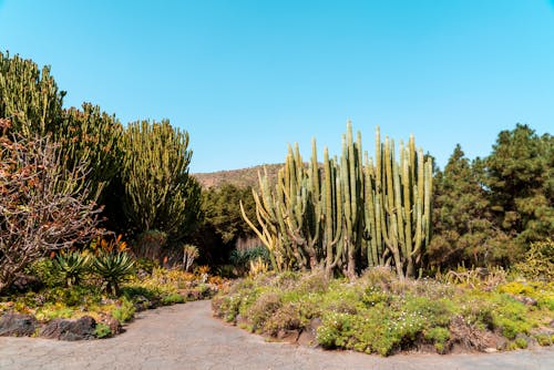 Бесплатное стоковое фото с Агава, ботанический, голубое небо