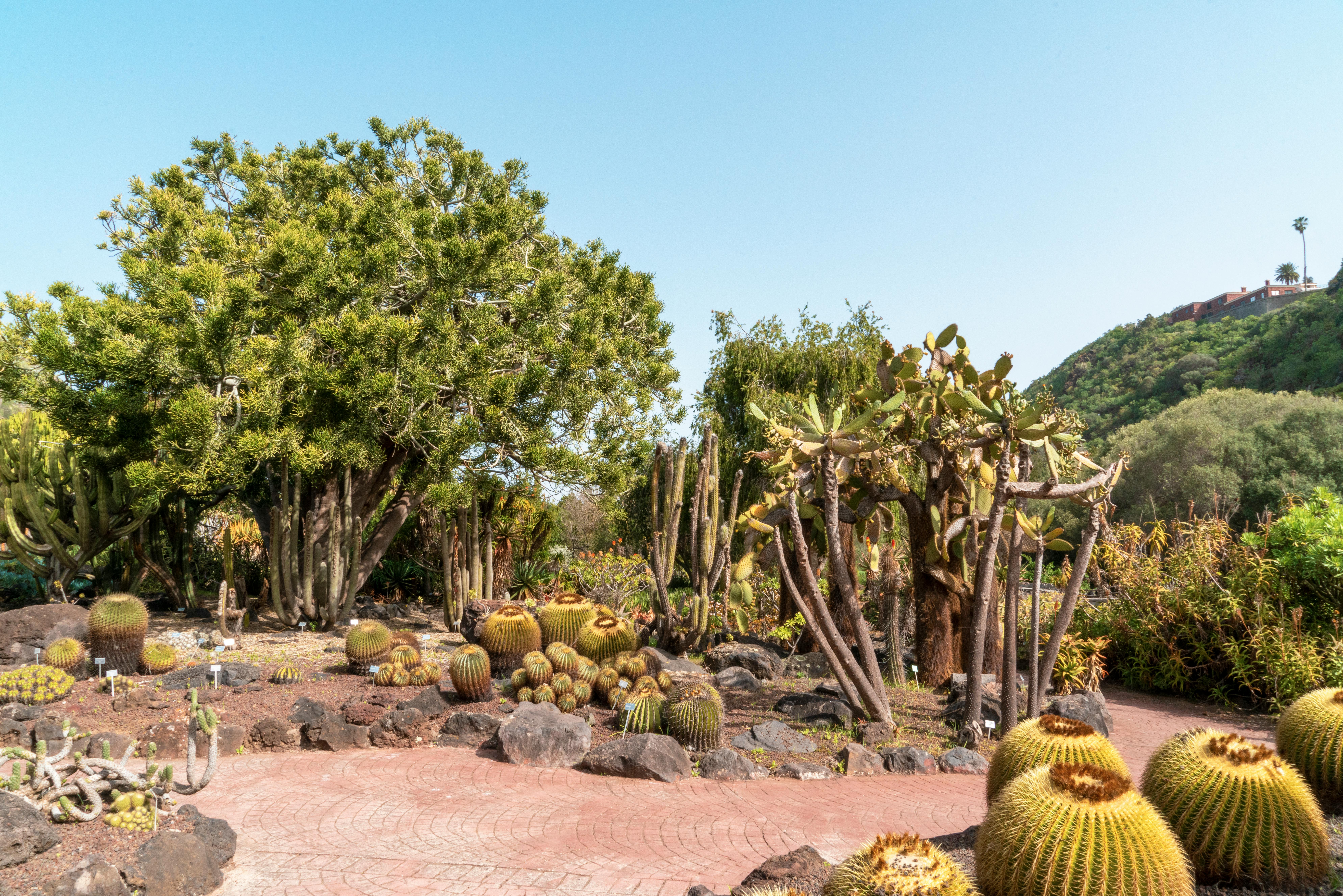 在晴朗的天空下，充满活力的沙漠花园里种满了各种仙人掌和多肉植物，展现了大自然的美丽