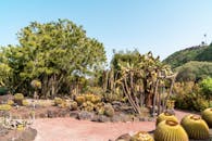 在晴朗的天空下，充满活力的沙漠花园里种满了各种仙人掌和多肉植物，展现了大自然的美丽