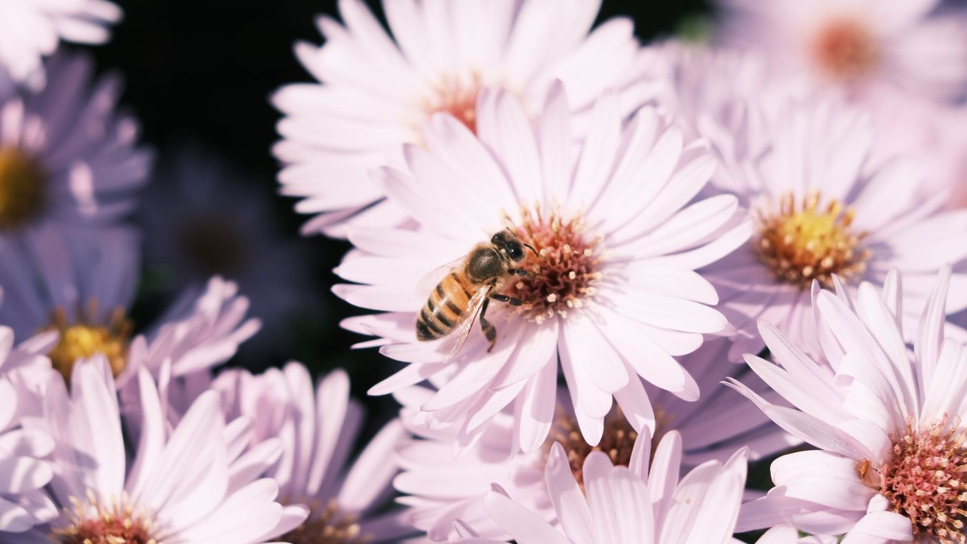 Bee pollinating purple asters