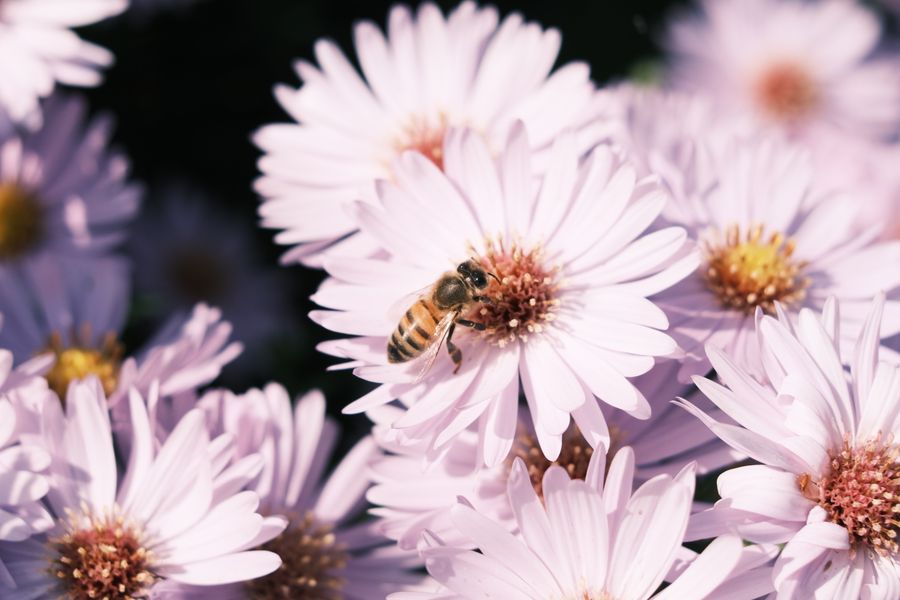 Plant a Pollinator Garden That Blooms All Season