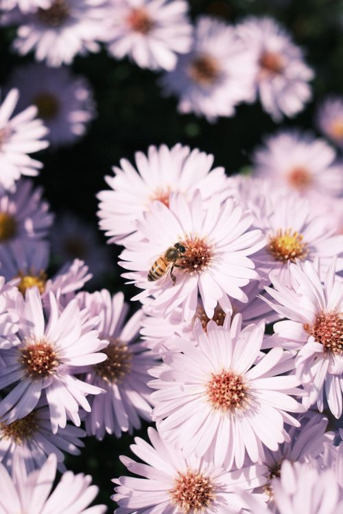 Free Close-up of a bee pollinating vibrant purple asters, symbolizing nature and growth. Stock Photo