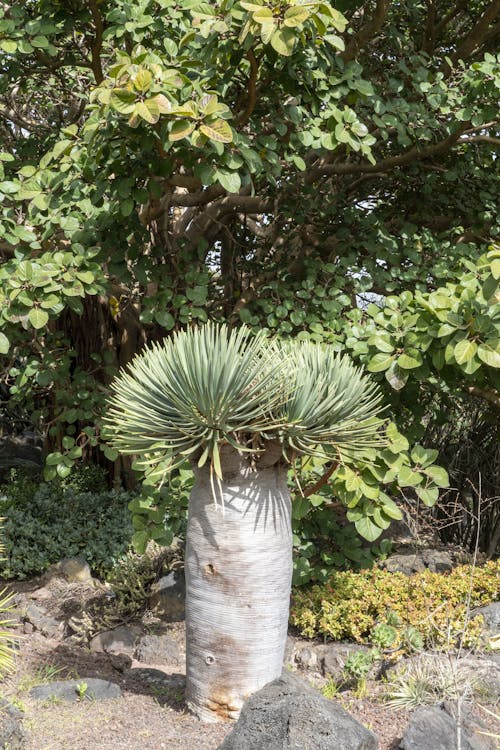 Kostenloses Stock Foto zu agave, blauer himmel, botanisch