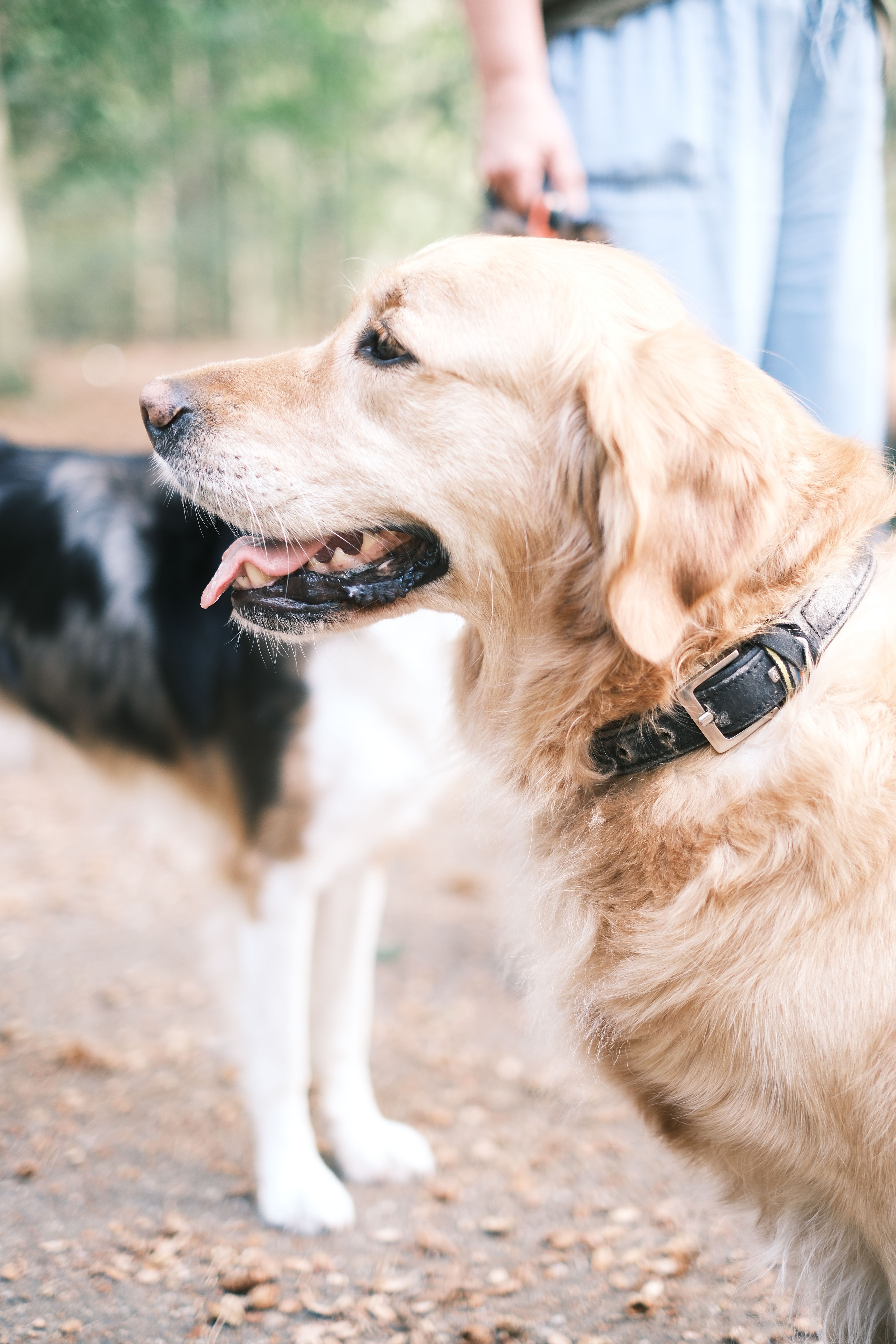 Golden Retriever and Border Collie Outdoors · Free Stock Photo