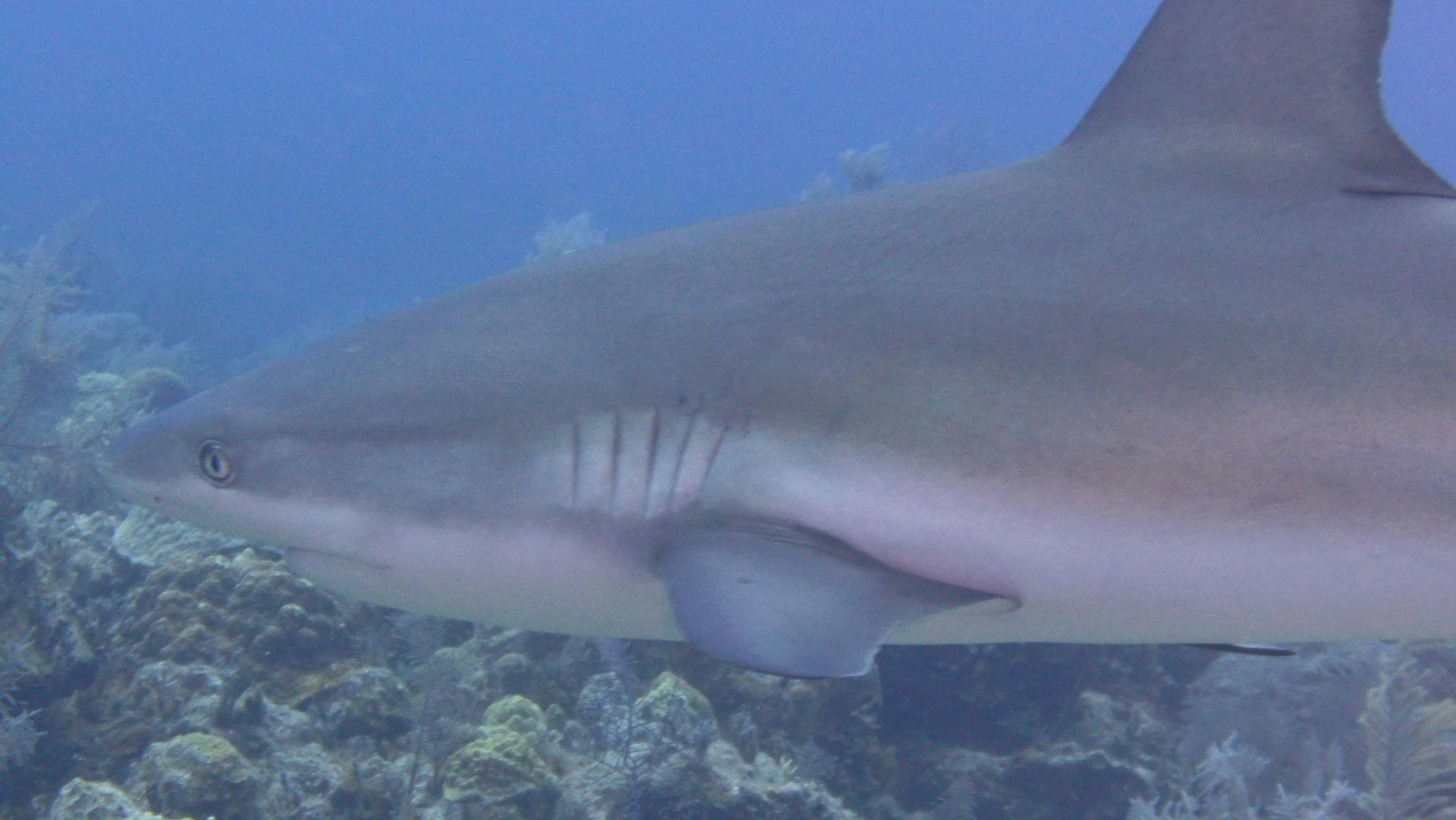 Kanser Tedavisi Sırasında Beslenme: Yan Etkilerle Başa Çıkma ve İyileşmeyi Destekleme