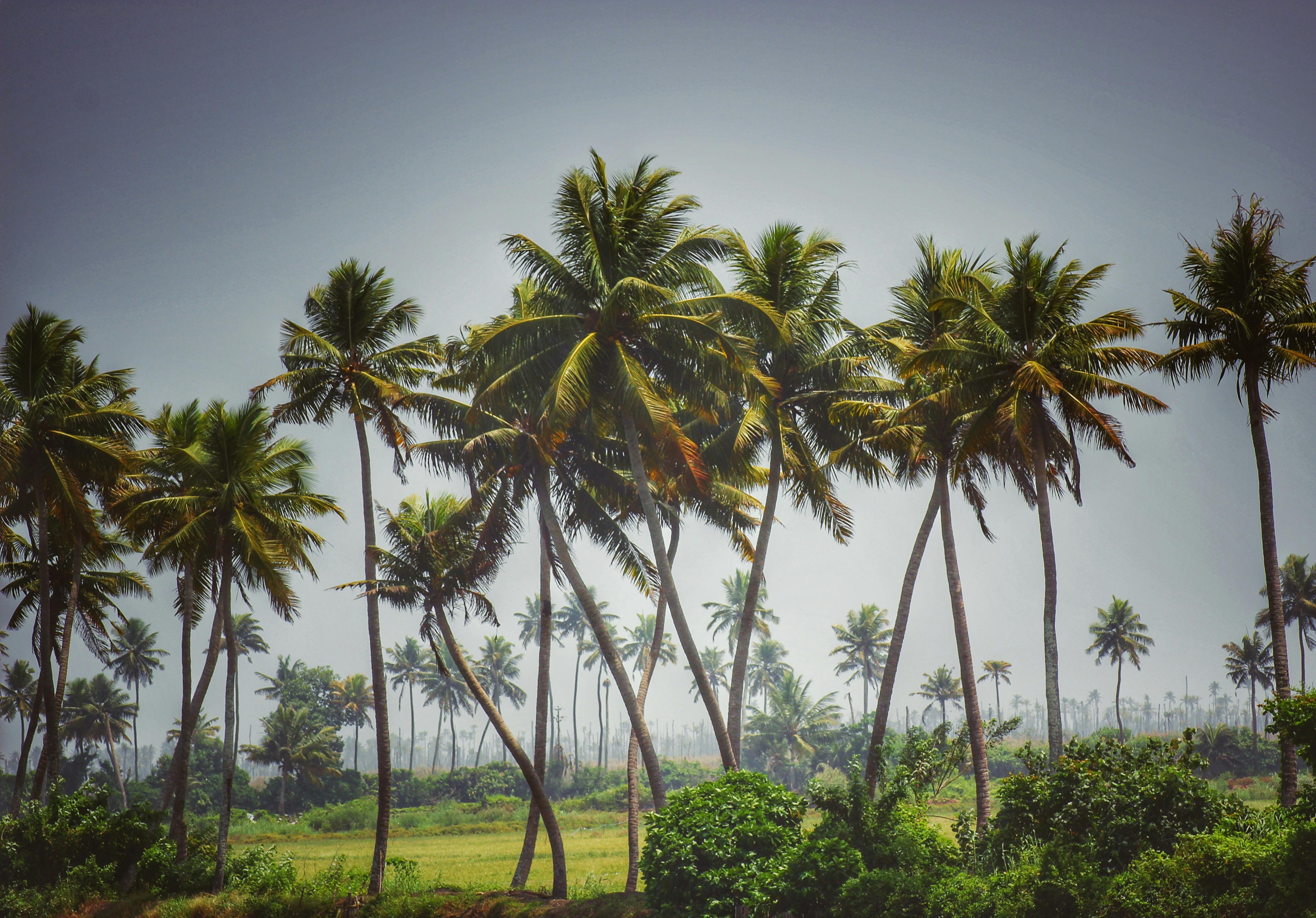 Mulher preparando refeição saudável em casa