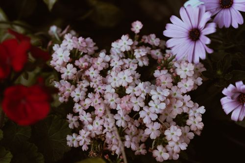 Free A collection of colorful spring flowers in full bloom, showcasing nature's beauty. Stock Photo