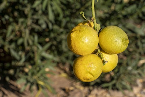 Close-Up Photo Of Lemons