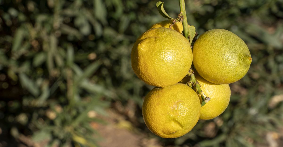 Vibrant lemons hanging on a tree branch in a sunny orchard.