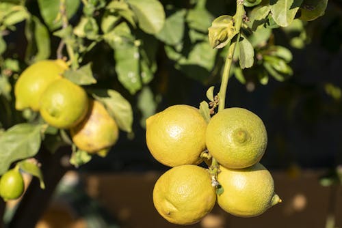 Close-Up Photo Of Lemons