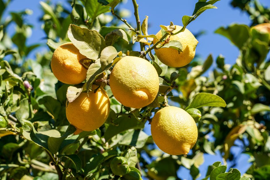 Close-up of ripe lemons hanging on a tree under a sunny sky, showcasing freshness.