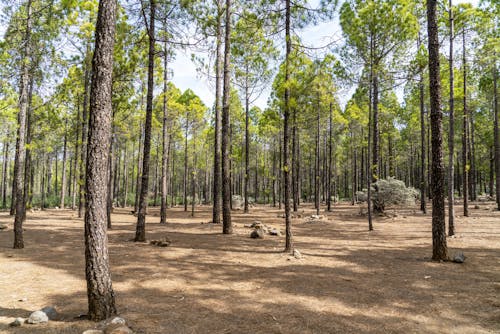Scenic View Of Forest During Daytime