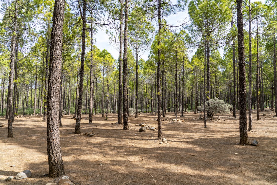 Scenic View Of Forest During Daytime