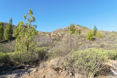 Foto d'estoc gratuïta de a l'aire lliure, arbre, bàrbar