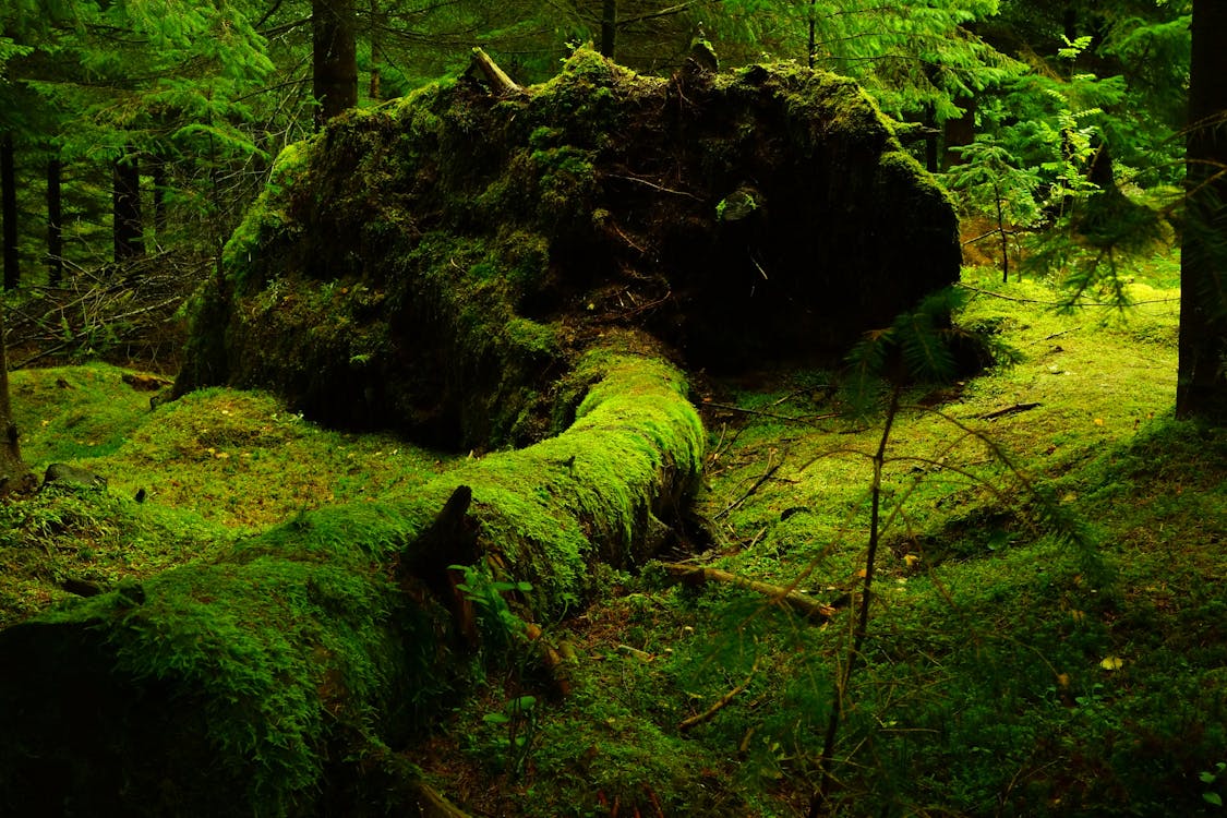 Foto d'estoc gratuïta de arbre caigut, arbres, bosc