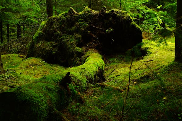 4k Moss Photos, Download The BEST Free 4k Moss Stock Photos & HD Images