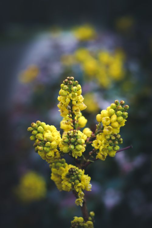 Free Close-up of vibrant yellow Mahonia flowers in bloom, showcasing nature's beauty in The Hague. Stock Photo