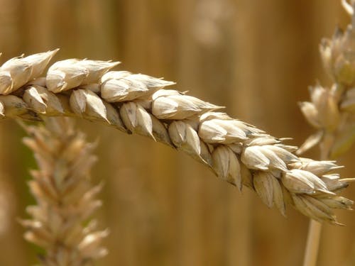 Fotografi Fokus Selektif Brown Barley