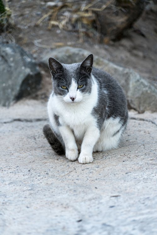 Photo Of Black And White Cat