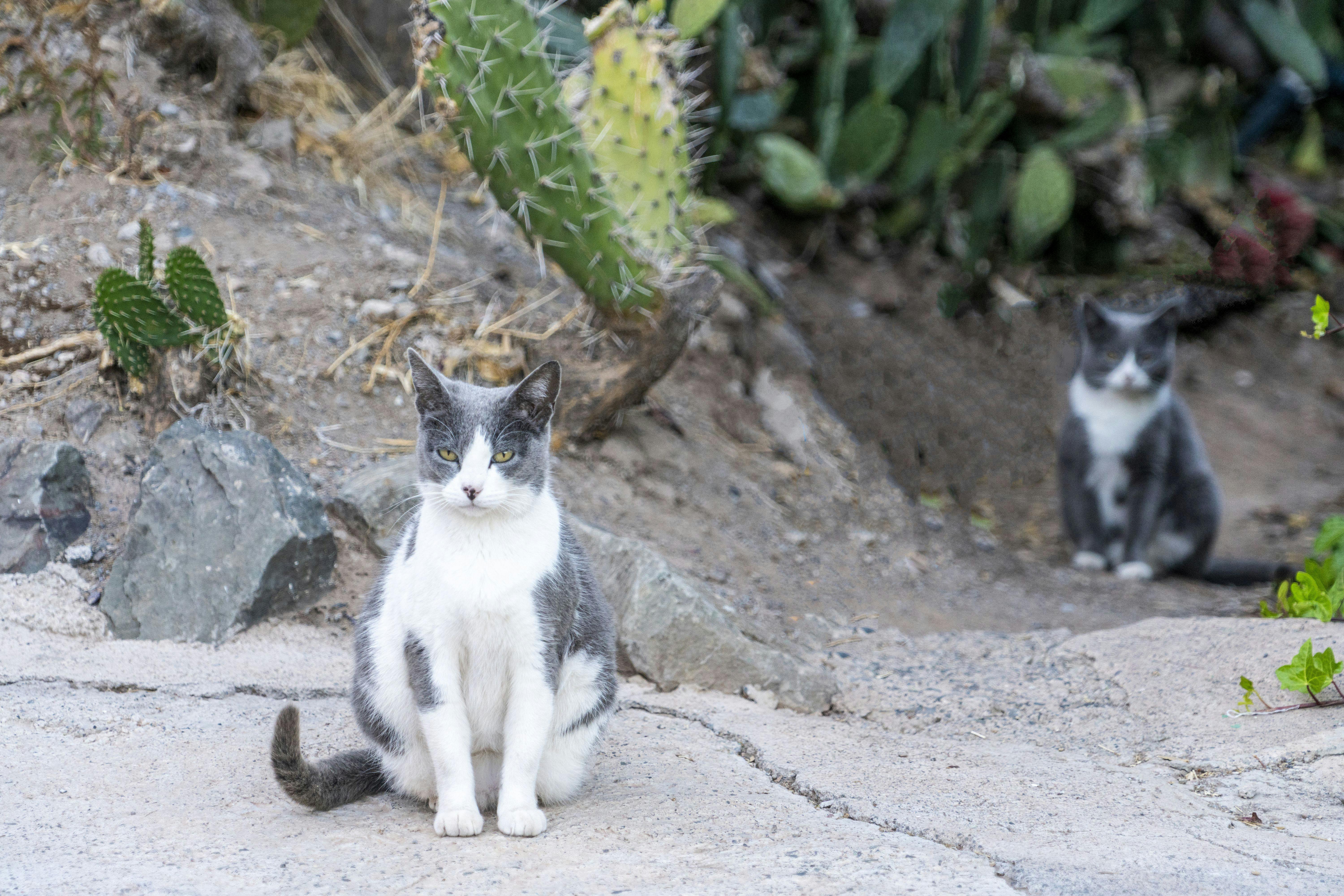 Photo Of Cat Near Cactus Plant · Free Stock Photo
