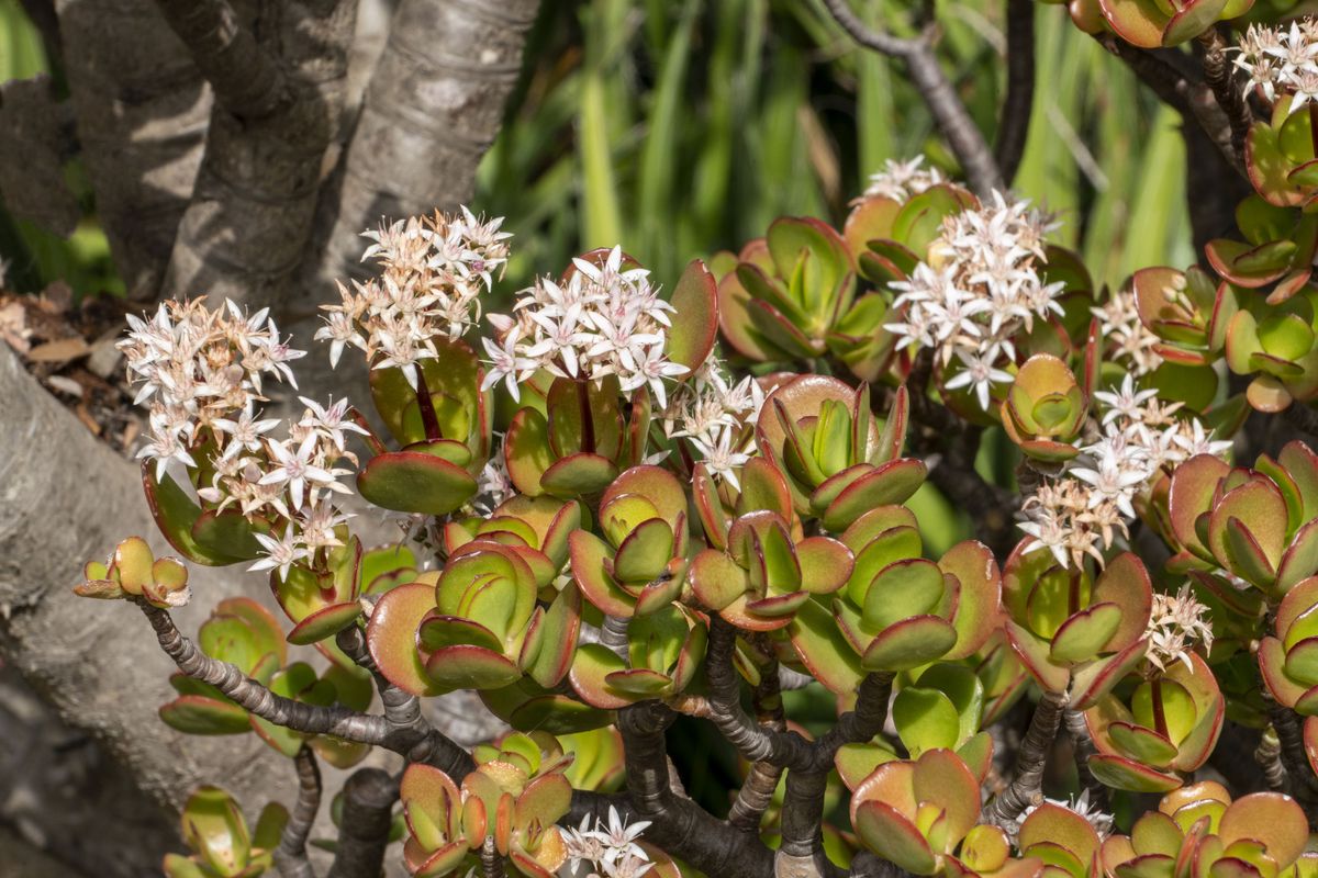 Arbre de jade : entretien, arrosage et taille - Fertilisation et entretien courant du Crassula ovata