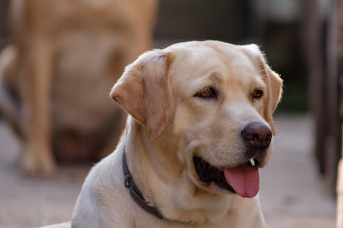 Close-Up Photo Of Labrador Retriever