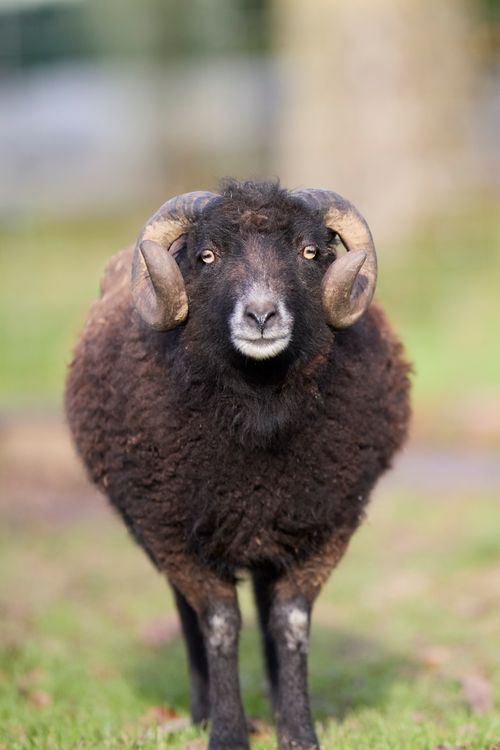 Free stock photo of agriculture, animal, black sheep Stock Photo
