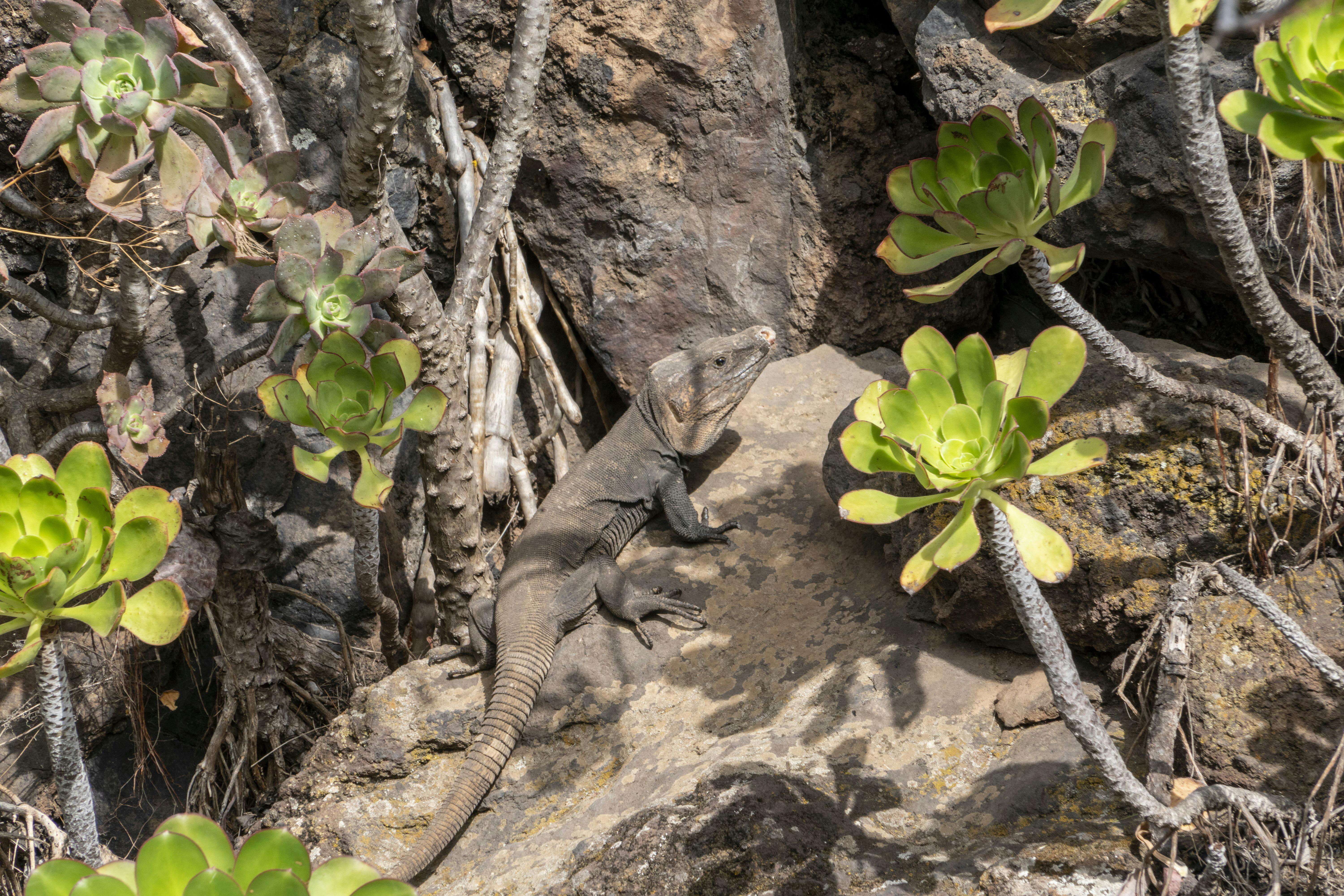 Auswahl an belgischen Pralinen