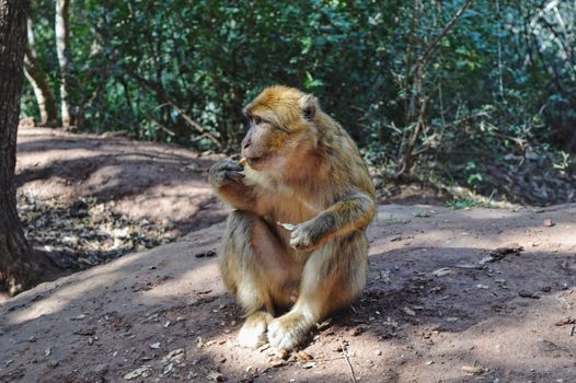 Adorable monkey eating in green forest