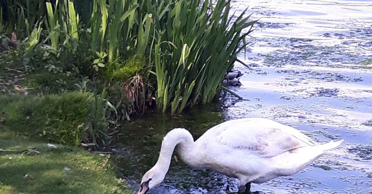 Free stock photo of lake, swan, white swan