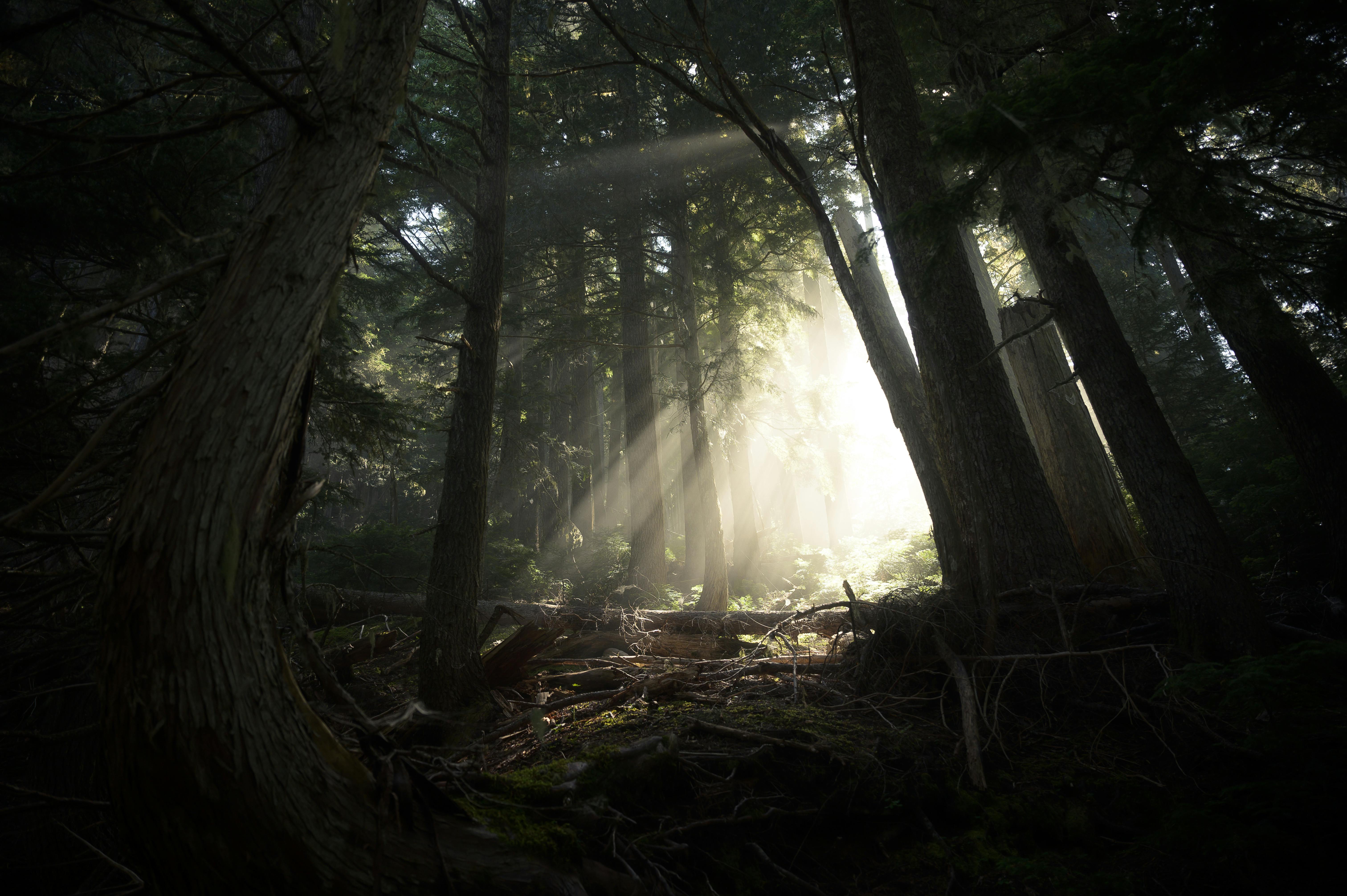 Washington state forest floor with nutrient-rich soil - body composting washington state