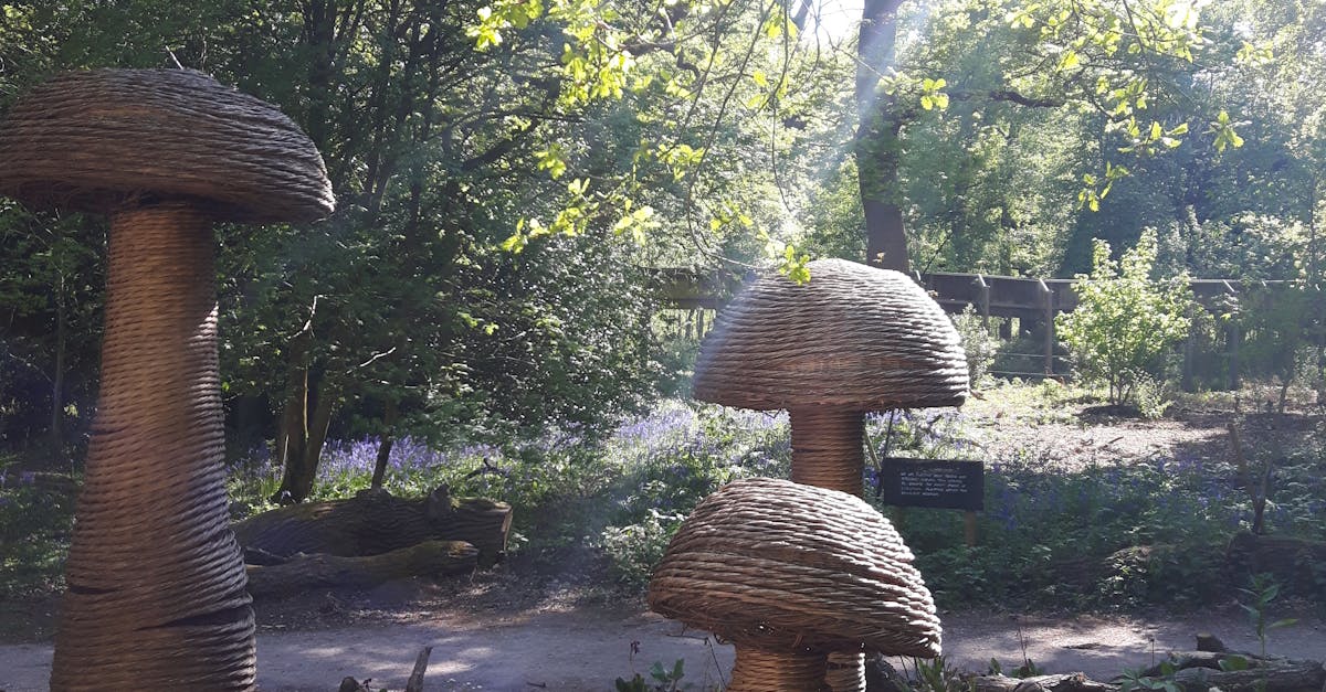 Free stock photo of mushroom, Mushroom sculpture, ray of light