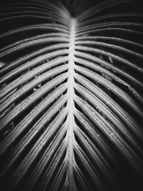 From above of black and white leaf of tropical golden cane palm under sunlight in garden