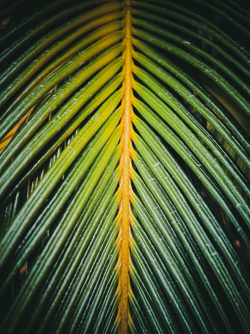 Photo Of Palm leaves