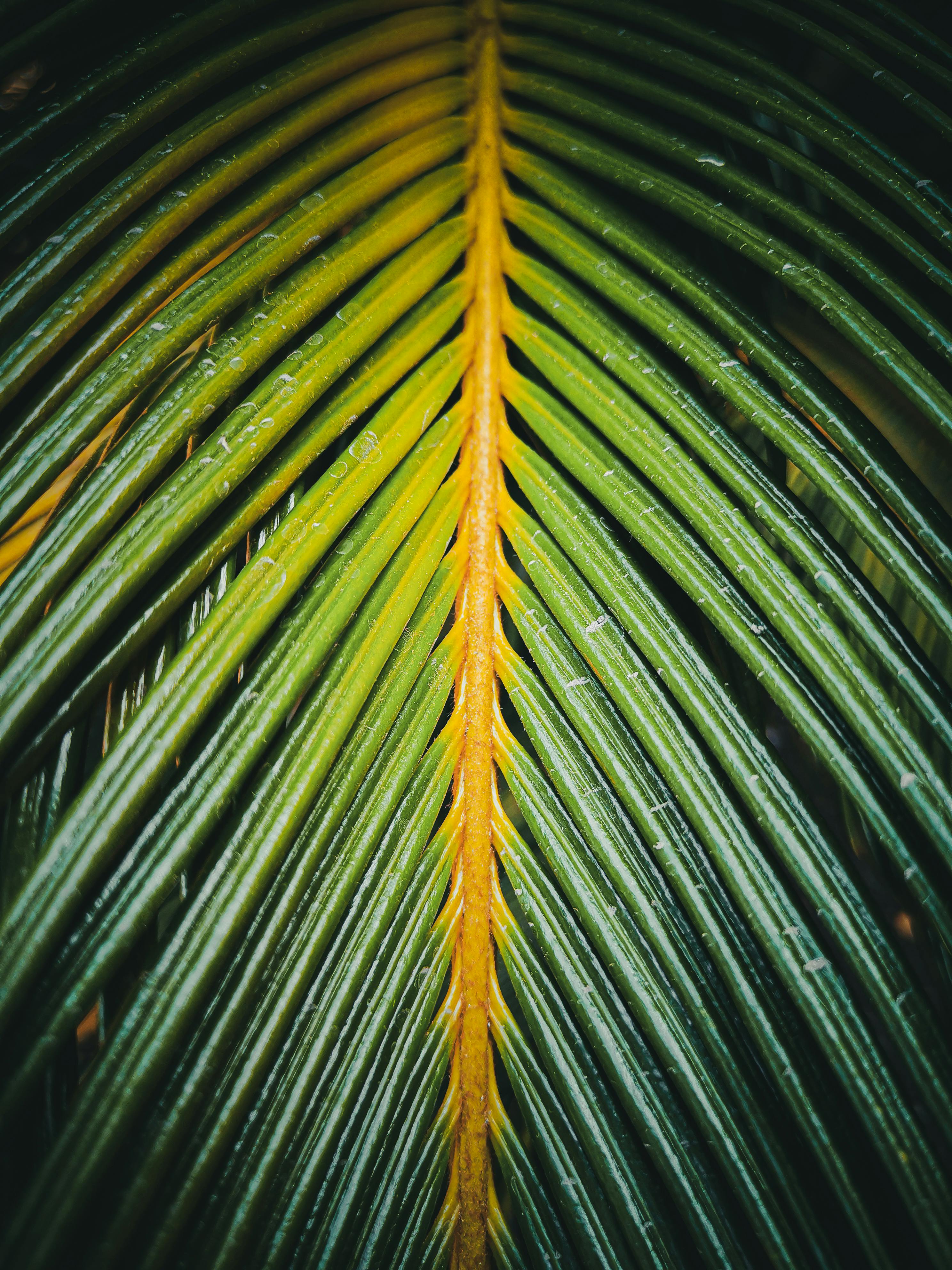 Photo Of Palm leaves · Free Stock Photo