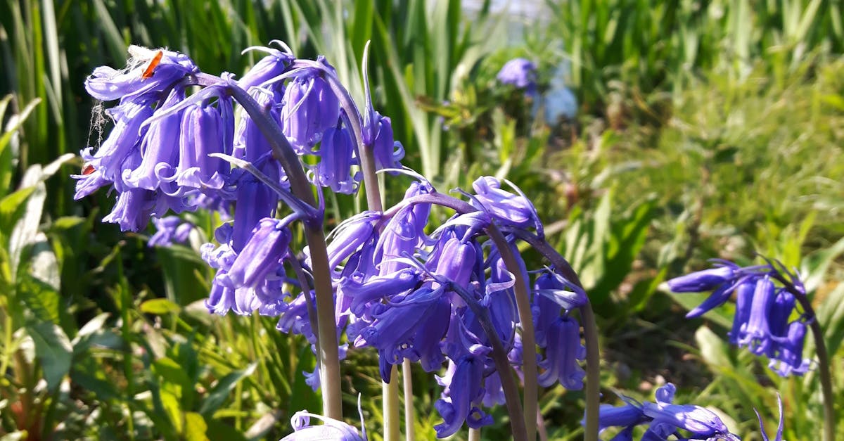 Free stock photo of bluebells, countryside, lakeside