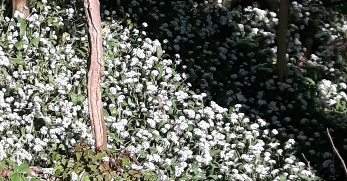 Free stock photo of white flowers, woodland