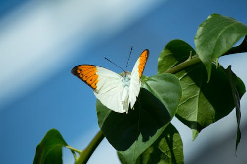 Free stock photo of butterflies, butterfly