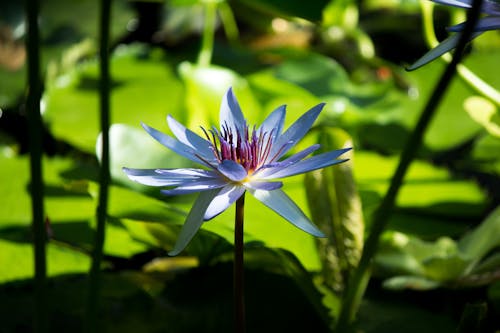 Free stock photo of beautiful flowers, lotus