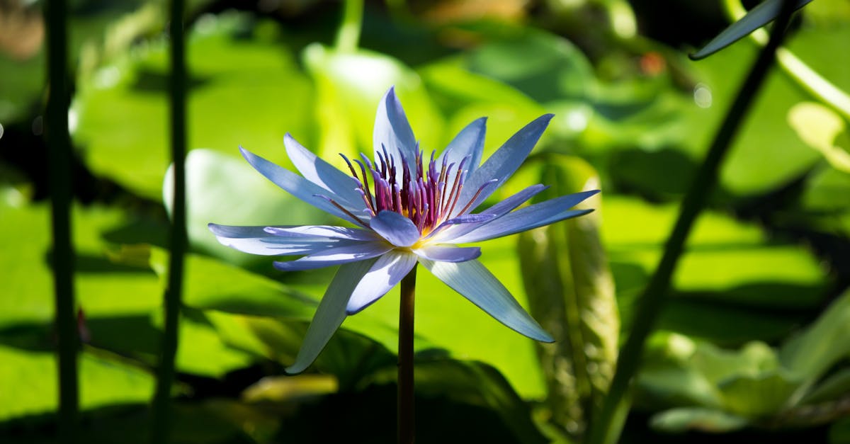 Free stock photo of beautiful flowers, lotus