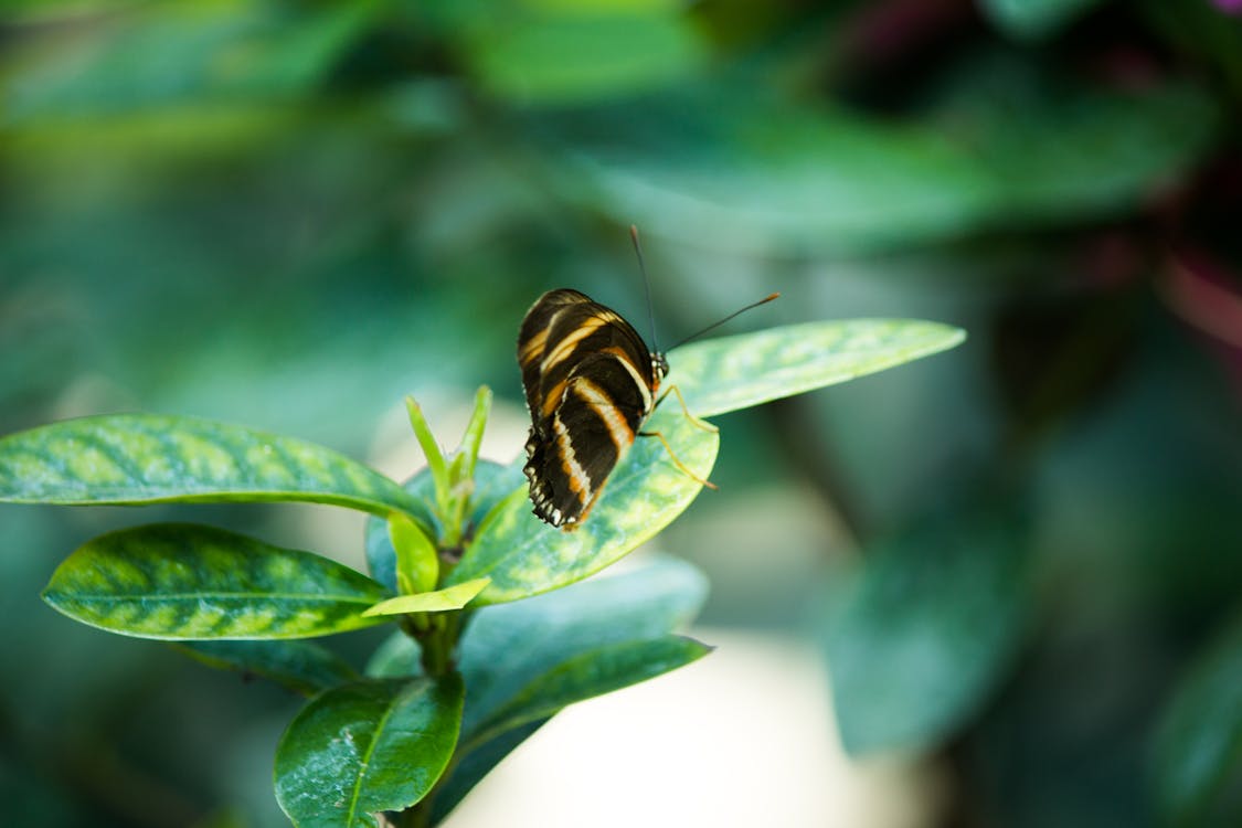 Butterfly on Plant Leaf